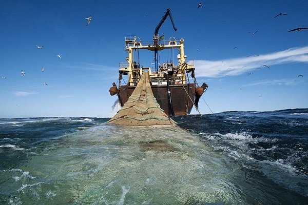 جزئیات ممنوعیت صید ترال فانوس ماهیان