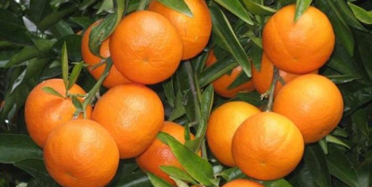 افزایش سه برابری قیمت پرتقال به علت صادرات بی رویه