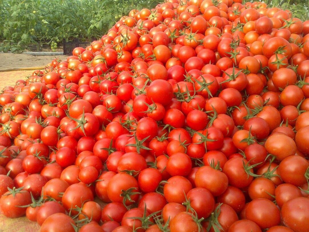 خبری از عرضه گوجه‌فرنگی تنظیم بازاری نیست