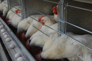 قیمت گوشت مرغ به علت افت تقاضا، کاهش می‌یابد