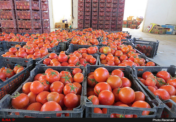 آغاز توزیع گوجه‌فرنگی ۱۱ هزار تومانی در میادین میوه و تره‌بار