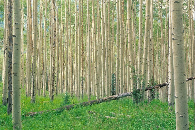 ۱۰۰ هزار هکتار زراعت چوب در ناحیه رویشی زاگرس طی ۶ سال