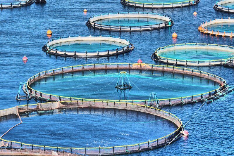 پرورش ماهی آزاد در قفس‌های مستقر در دریای خزر