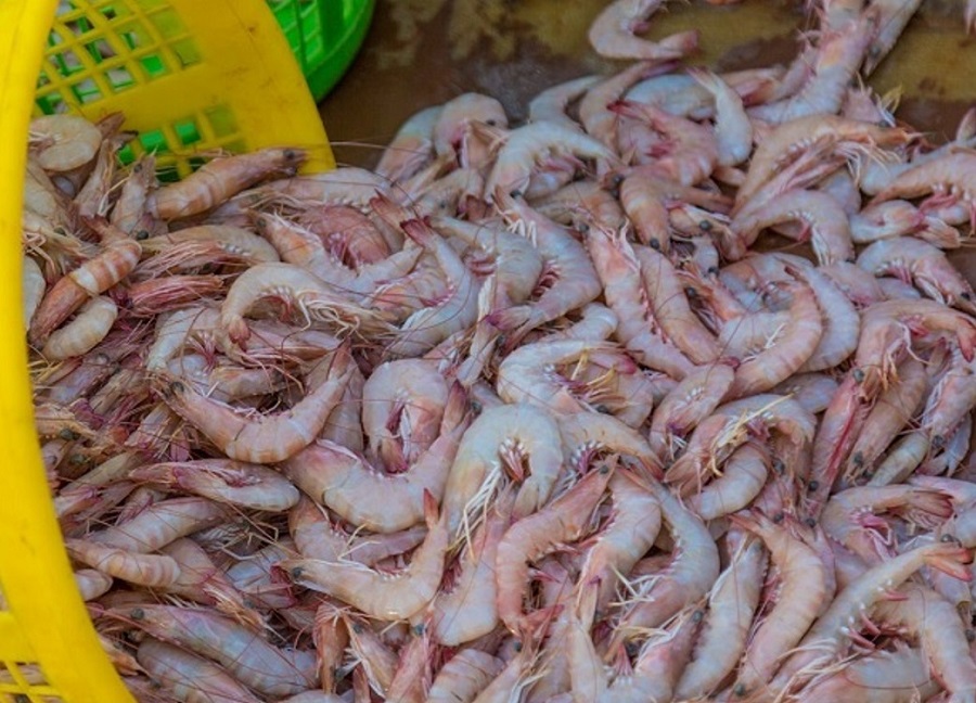 افزایش ۴۱ درصدی صید میگوی دریایی در سال‌جاری