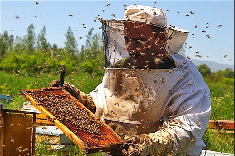 زنبورداران شناسنامه‌دار شدند