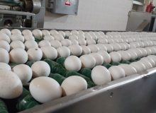 ضرر ۶۰۰۰ تومانی مرغداران