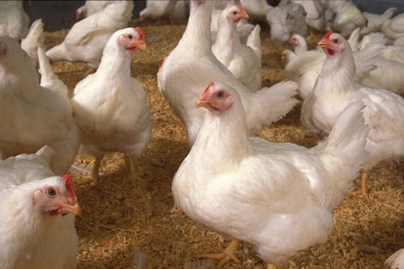 درخواست مرغداران برای خرید تضمینی تخم مرغ