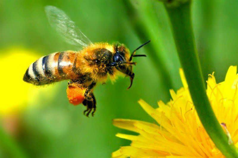 دستاوردهای اتحادیه زنبورداران در سال ۹۹ و برنامه‌های سال ۱۴۰۰