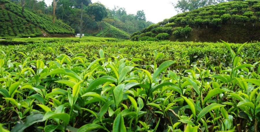 پرداخت ۵۲ میلیارد تومان تسهیلات به چایکاران و کارخانجات فرآوری چای