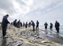 صید 11 هزار تن ماهی استخوانی در دریای خزر