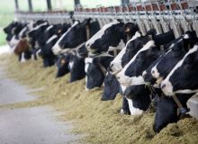 گاوداران خواستار افزایش قیمت شیرخام شدند