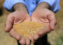 ۳۰۰ هزار تن دانه روغنی توسط شرکت بازرگانی دولتی ایران وارد می‌شود