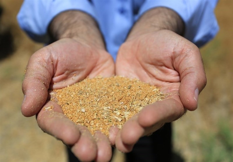 ۳۰۰ هزار تن دانه روغنی توسط شرکت بازرگانی دولتی ایران وارد می‌شود
