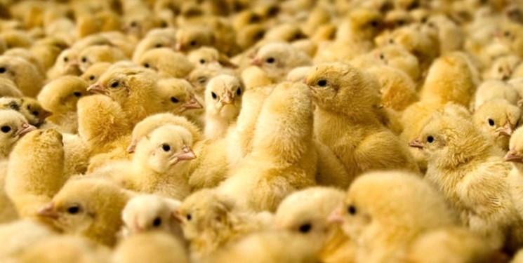 افزایش قیمت تخم‌مرغ به علت کشتار گسترده مرغ‌ها