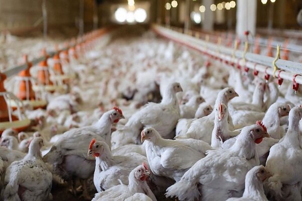 مرغ‌ها در واحدهای مرغداری گرسنه مانده‌اند