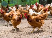 اجرای طرح پرورش مرغ بومی خانگی در تعاونی‌های روستایی کلید خورد