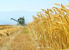 خرید ۱.۱ میلیون تن گندم کشاورزان توسط شبکه اتحادیه تعاون روستایی