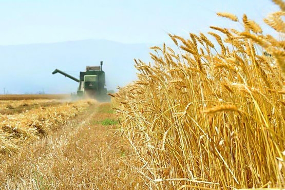 خرید ۱.۱ میلیون تن گندم کشاورزان توسط شبکه اتحادیه تعاون روستایی