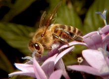 معرفی زنبورعسل به عنوان «نهاده زنده» بخش کشاورزی