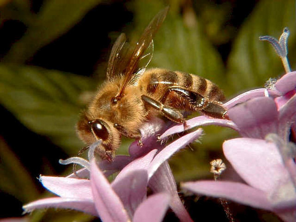 معرفی زنبورعسل به عنوان «نهاده زنده» بخش کشاورزی