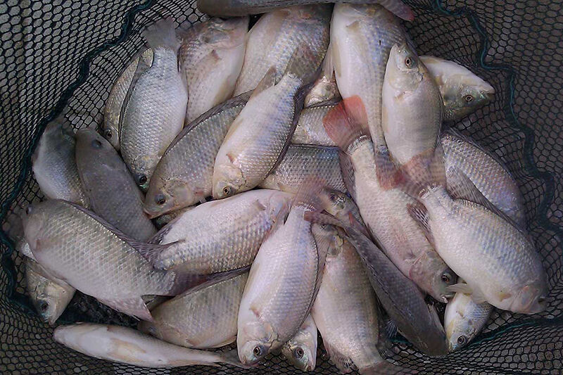 ۵۴ مزرعه، ظرفیت تولید ماهی تیلاپیا را دارند