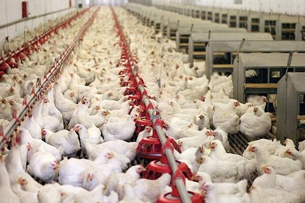 حذف ۱۴میلیون قطعه مرغ تخم‌گذار طی سه ماه