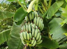 پیش بینی تولید ۵۰ درصد میوه های گرمسیری موردنیاز کشور در سواحل مکران