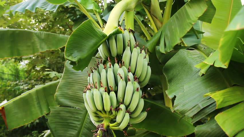 پیش بینی تولید ۵۰ درصد میوه های گرمسیری موردنیاز کشور در سواحل مکران
