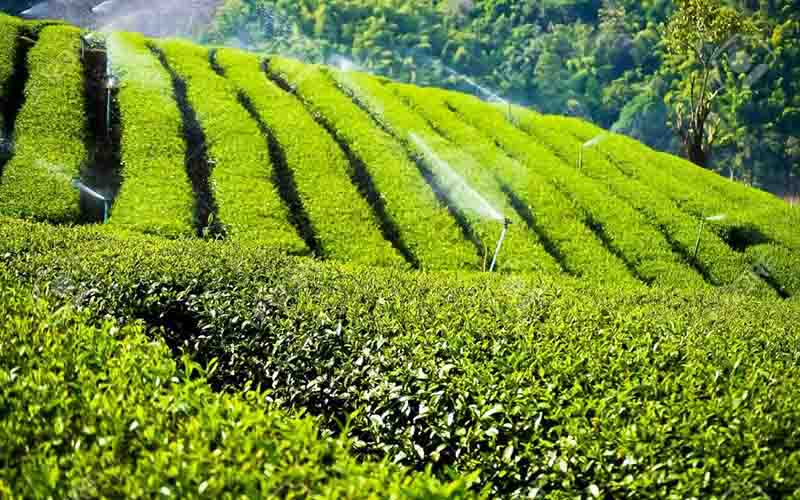 خرید ۹۳ هزار تن برگ سبز چای از چایکاران