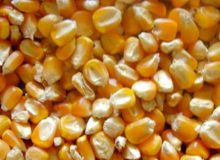 ایران ظرفیت صادرات ۲ تا ۵ هزار تن بذر ذرت را دارد