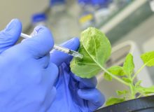 نسخه‌نویسی «گیاه‌پزشکی» ابزاری برای کاهش مصرف آفتکش‌های شیمیایی
