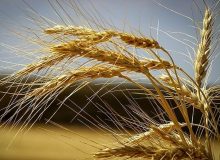 اجرای کشت قراردادی گندم در سطح ۱۱۰ هزار هکتار از مزارع کشور