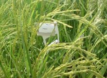 مبارزه شیمیایی و بیولوژیک با کرم ساقه‌خوار برنج در ۲۷۰ هزار هکتار از شالیزارها