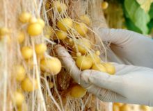 تولید سالانه ۱۴ میلیون عدد ریزغده سیب‌زمینی گواهی‌شده در کشور