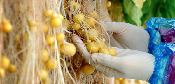 تولید سالانه ۱۴ میلیون عدد ریزغده سیب‌زمینی گواهی‌شده در کشور