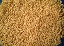 تحقق ۷۰ درصدی برنامه تولید بذر گندم در شرایط خشکسالی