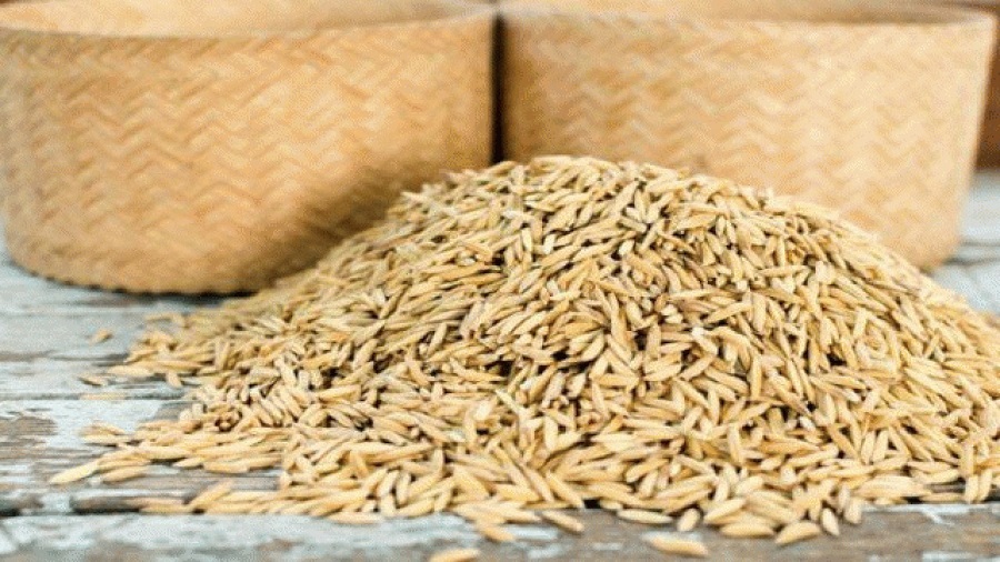 ۴ هزار تن بذر برنج امسال در کشور تولید می شود