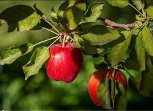 دلایل باد کردن سیب درختی روی دست باغداران