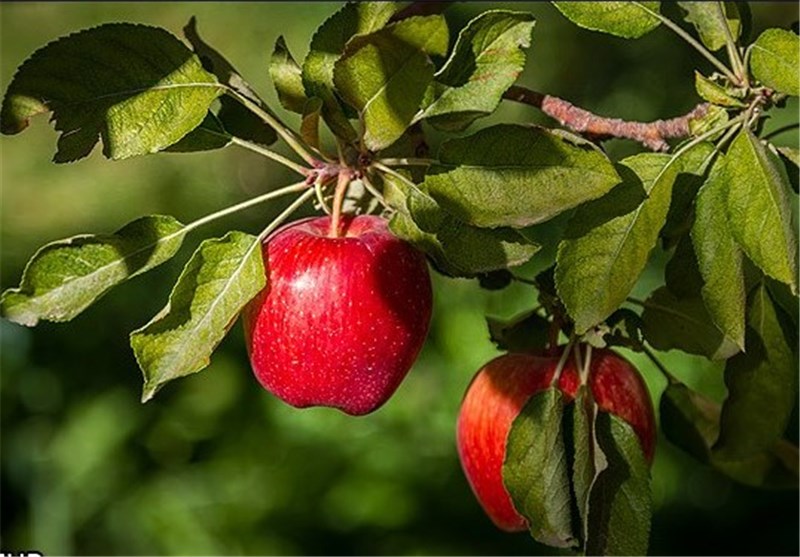 دلایل باد کردن سیب درختی روی دست باغداران