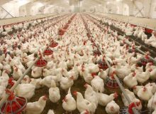 اصلاح رویه سرکوب قیمت جوجه و مرغ