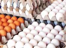 عرضه گسترده تخم مرغ با قیمت شانه‌ای ۴۲۵۰۰ تومان از امروز