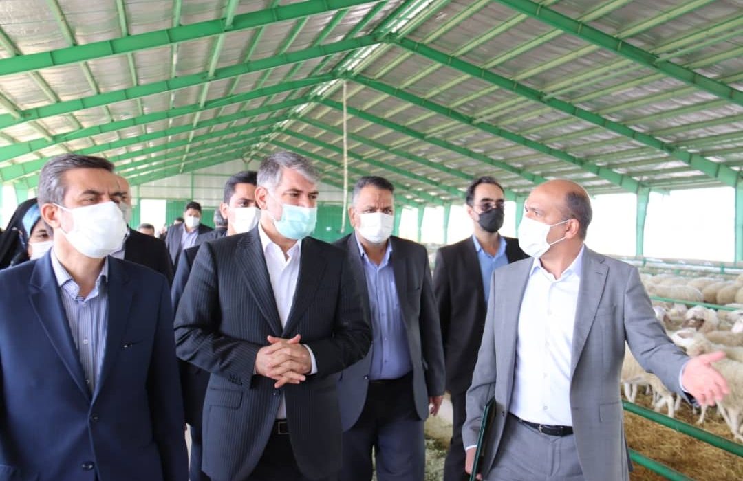 افتتاح پروژه زنجیره تولید گوسفند داشتی پربازده در سرخه با حضور وزیر جهاد کشاورزی