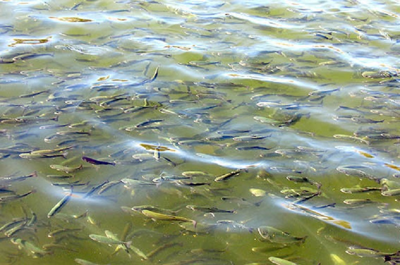 رهاسازی ۳۰۵ میلیون قطعه بچه ماهی در سال‌جاری