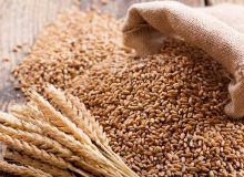 تأمین تمام گندم مورد نیاز کشور