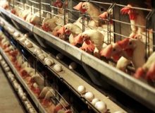 واردات ۲۵ میلیون تخم‌مرغ نطفه‌دار گوشتی