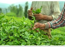 تولید ۱۳۷ هزار تن برگ سبز چای در سال‌جاری