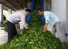 وارداتی بودن ۶۵ هزار تن چای مورد نیاز کشور