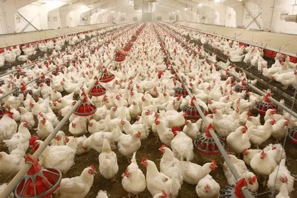 تأمین گوشت مرغ در ماه مبارک رمضان