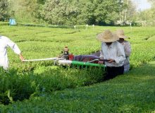 بازگشت یک‌هزار هکتاری باغات چای به چرخه تولید در سال ۱۴۰۰