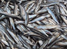 صید بیش از ۱۳ هزار تن ماهی کیلکا طی ۹ ماهه امسال